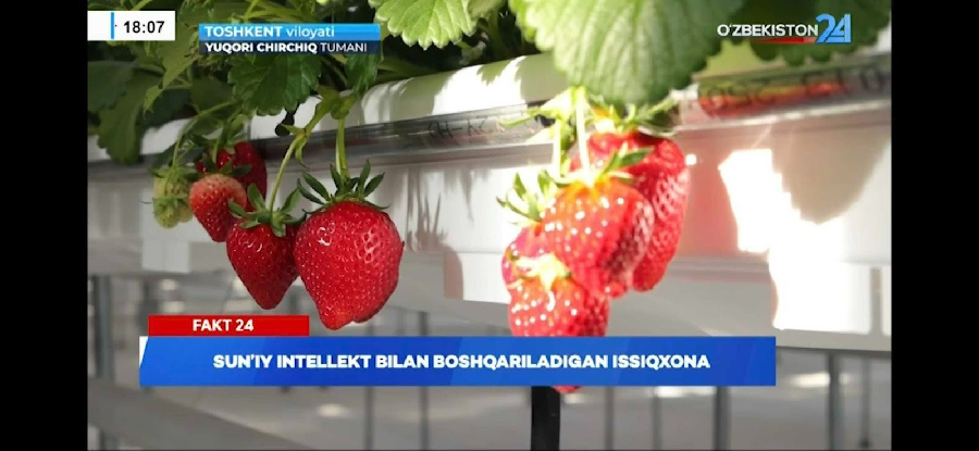 FIRMMIT 1 - 와우테일