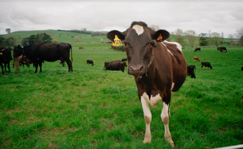 "앱으로 소 이동"…뉴질랜드 가상 울타리 ‘핼터’, 2.2억 달러 시리즈E 투자유치 1 Halter funding - 와우테일